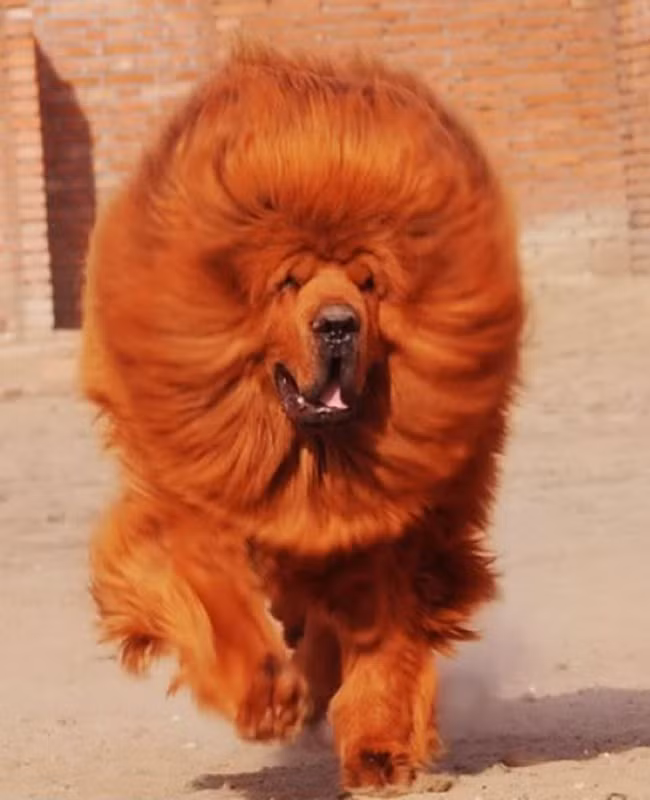 nhin ngoai nhu con su tu, dai gia rut 40 ty mua ve bang duoc hinh anh 15