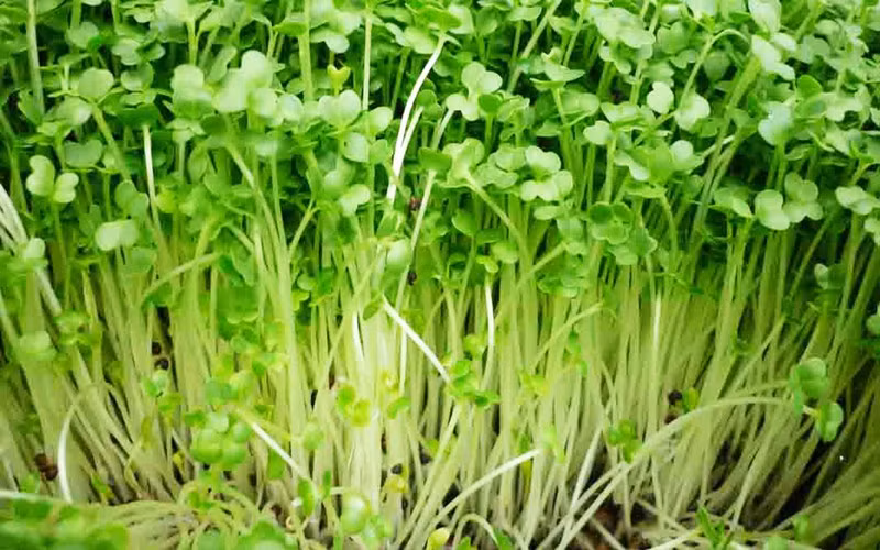 10 loai rau cu chua doc neu khong duoc nau chin ky hinh 7