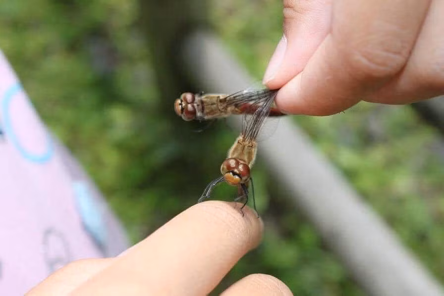 Thôi xong, hỏng rốn mà vẫn chưa biết bơi. Ảnh MXH