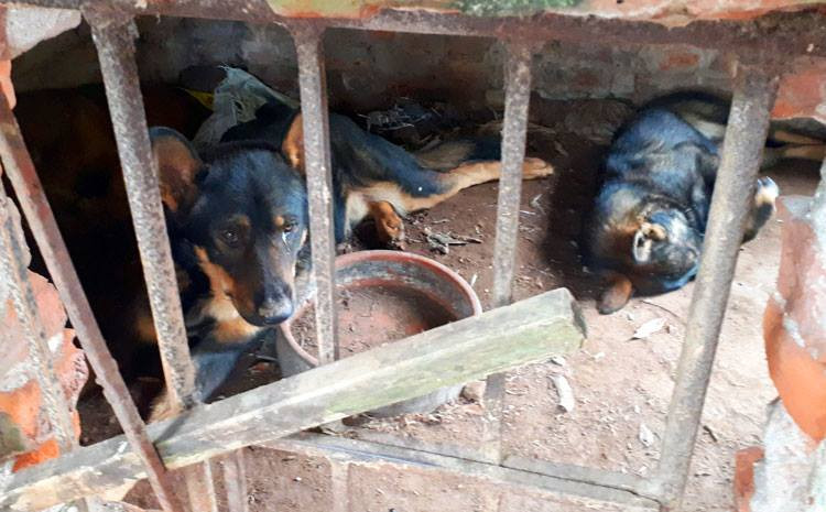 Đàn chó9 con, trong đó7 con trưởng thành được nhốt trongcũi của gia đình bà An. Ảnh:Phương Sơn Đàn chó9 con, trong đó7 con trưởng thành được nhốt trongcũi của gia đình bà An. Ảnh: Phương Sơn