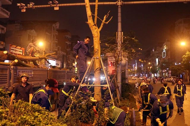 Việc thay thế hàng trăm cây phượng trong đêm là công việc thường xuyên