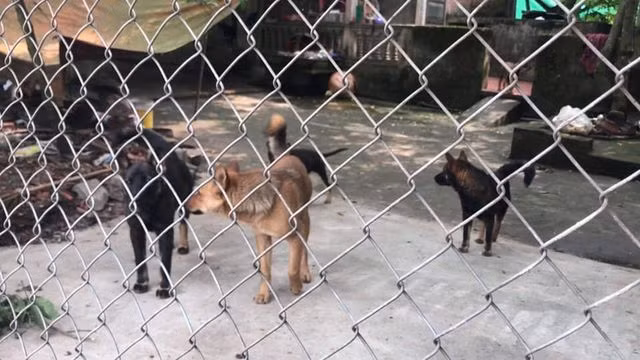 Cục Thú y lên tiếng vụ đàn chó cắn tử vong bé trai 7 tuổi