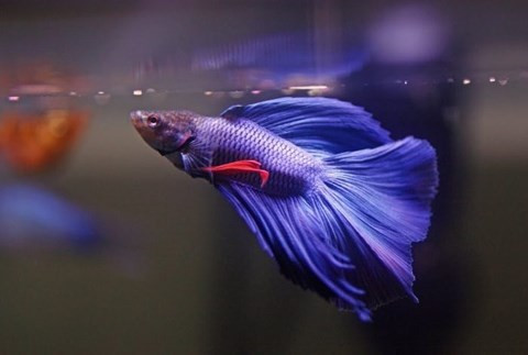 Cá chọi Xiêm hung hăng trở thành động vật thủy sinh quốc gia Thái Lan ảnh 1 Cá chọi Xiêm hung hăng trở thành động vật thủy sinh quốc gia Thái Lan ảnh 1