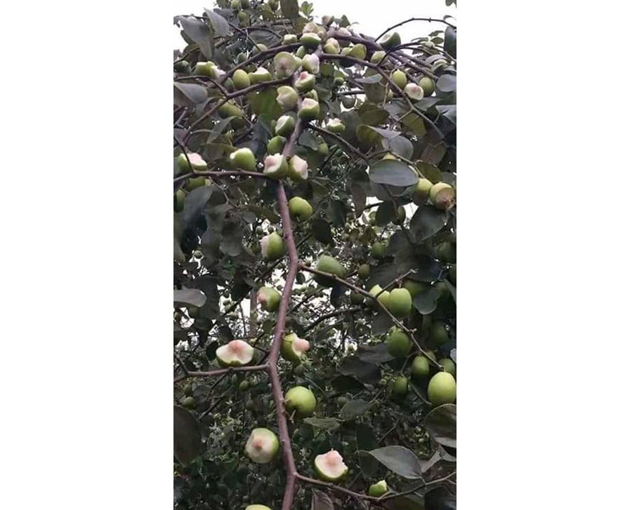 Cách bảo quản tự nhiên