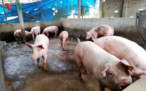 dich lo mom long mong o ha noi: dan giau, chinh quyen bi dong hinh 1