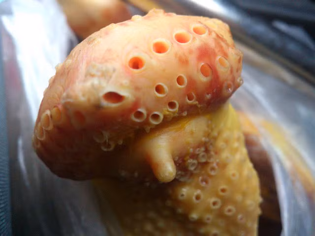 5 bộ phận động vật được cho là chứa nhiều chất độc nhất: Ai cũng nên cân nhắc trước khi ăn - Ảnh 1.