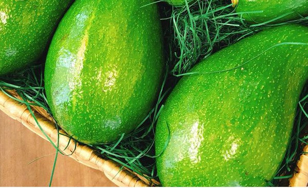 Xem quả bơ to như trái dưa hấu, bán giá nửa triệu đồng 1 quả