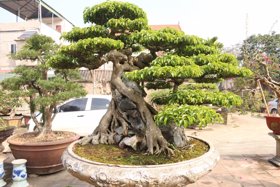 Sanh cổ dáng phượng giá triệu đô của ông vua cây cảnh Việt Nam-3