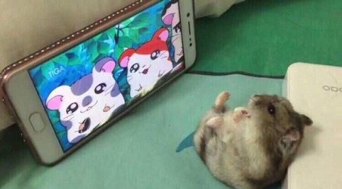 Phim dành riêng cho hamster. Phim dành riêng cho hamster.