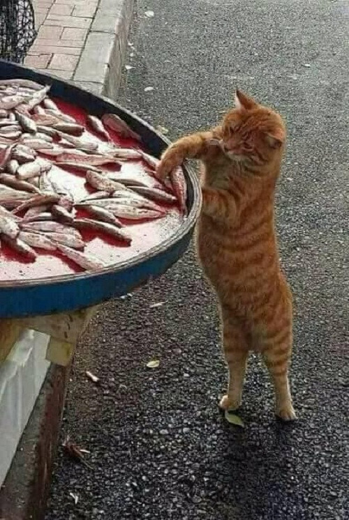 Siêu đạo chích. Siêu đạo chích.