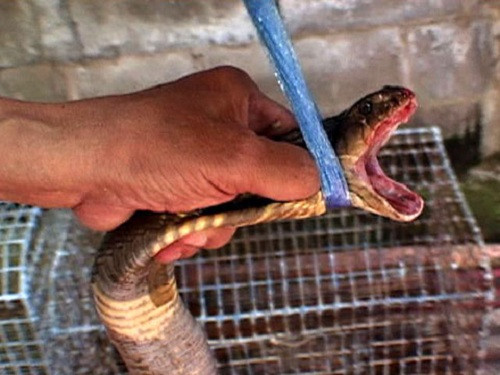 Uống tiết rắn và ăn thịt rắn rất phổ biến ở Thái Lan. Uống tiết rắn và ăn thịt rắn rất phổ biến ở Thái Lan. Ảnh: National Geographic.