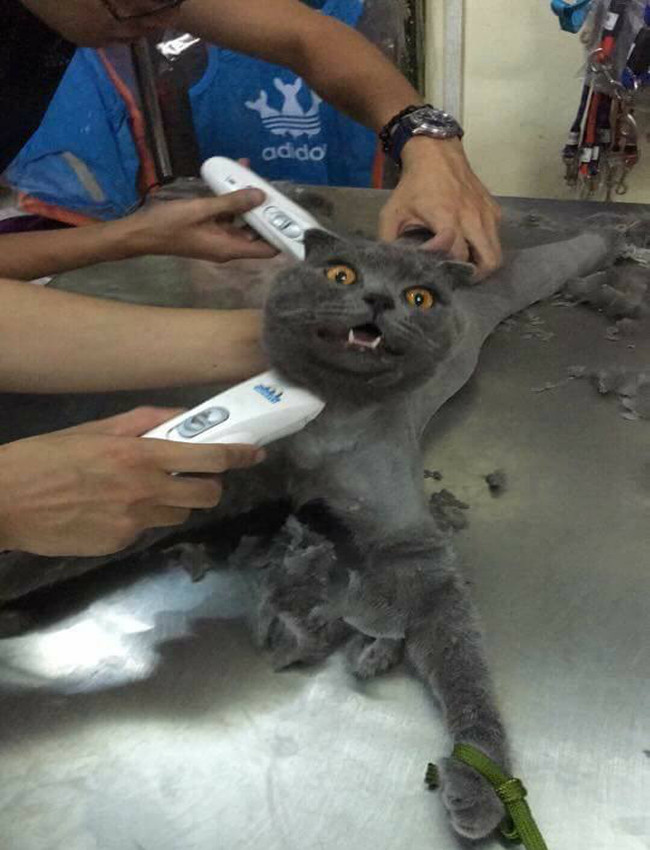 Những bức ảnh đời thường siêu hài hước hình ảnh 2 nhung buc anh doi thuong sieu hai huoc hinh anh 2