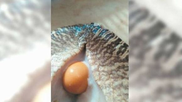 ốc vàng, bất ngờ, sững sờ