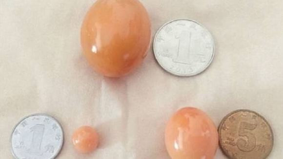 ốc vàng, bất ngờ, sững sờ