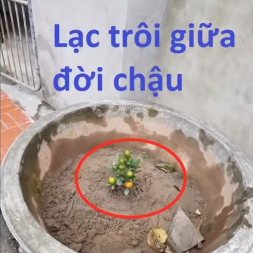 Cô độc giữa dòng đời.