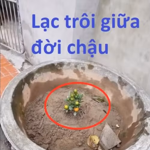 Những hình ảnh hài hước ngày 14/2 ảnh 9 Cô độc giữa dòng đời.