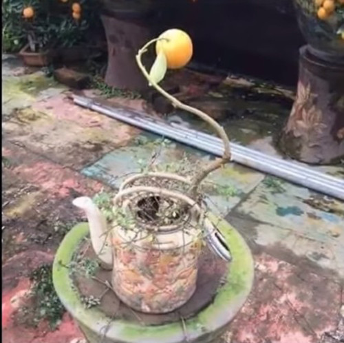 Nhỏ nhưng có võ.