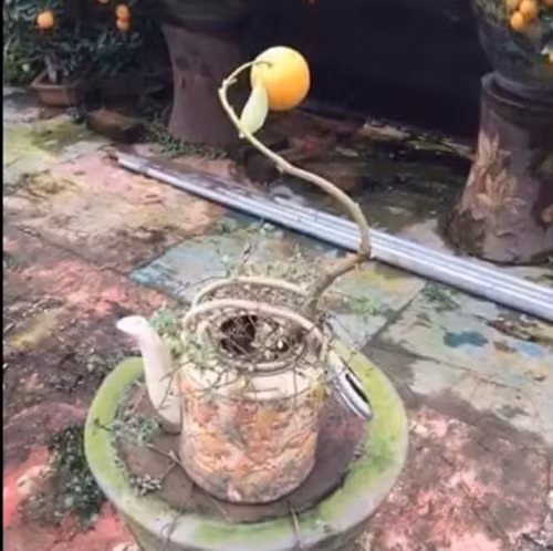 Những hình ảnh hài hước ngày 14/2 ảnh 4 Nhỏ nhưng có võ.