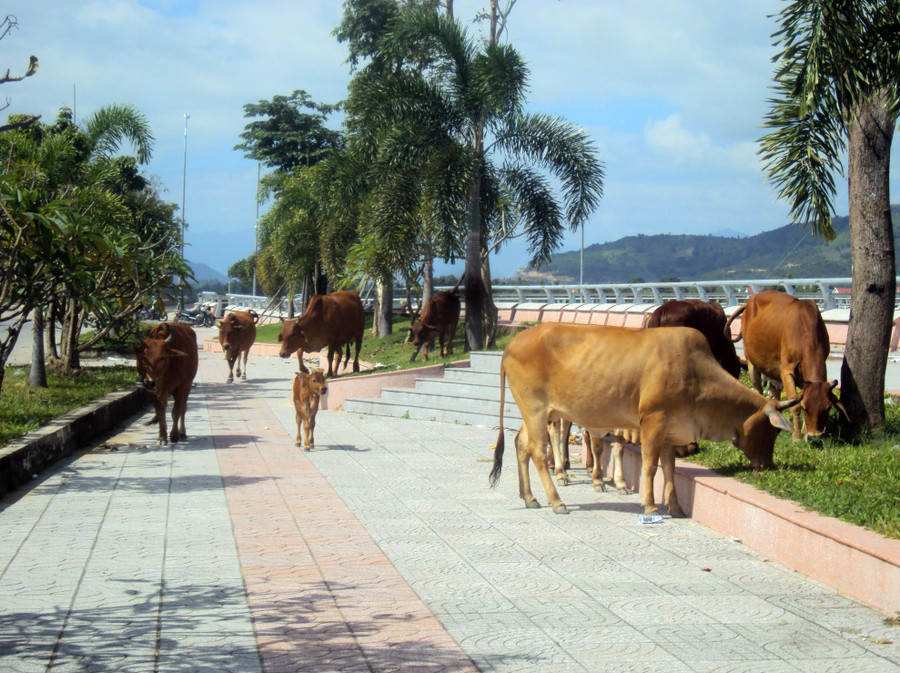 Đàn bò nghênh ngang trong khuôn viên công cộng