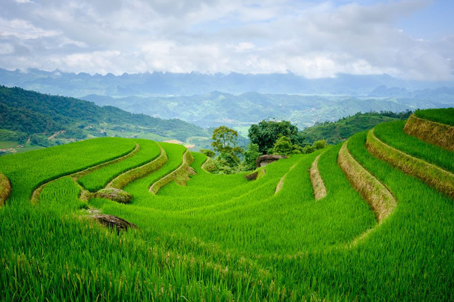 Sóng lúa ruộng bậc thang quanh đỉnh Tà Chì Nhù