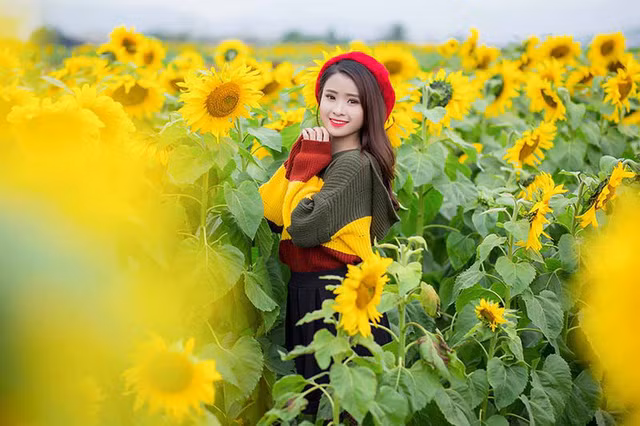 Nữ sinh xứ Nghệ “gây thương nhớ” với bộ ảnh ở cánh đồng hoa hướng dương ảnh 11