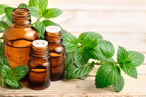 Mẹo đuổi gián ra khỏi nhà chỉ với nguyên liệu có sẵn trong bếp ảnh 2