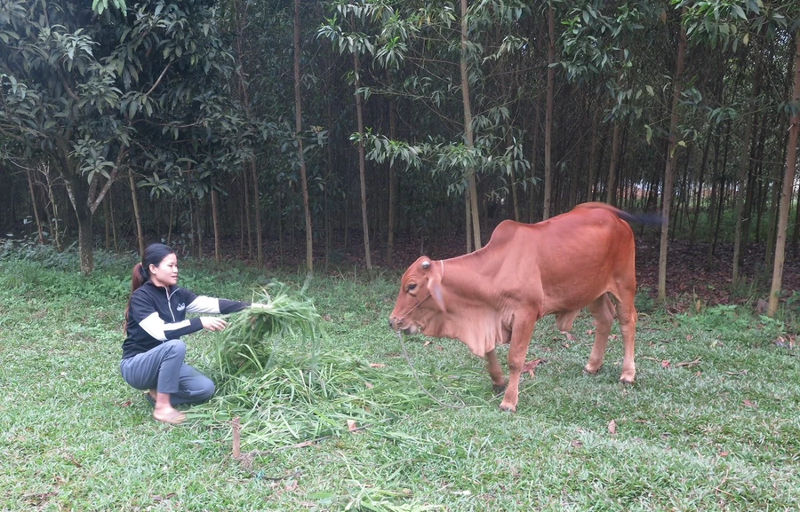 Dự án hỗ trợ con giống tiếp thêm động lực cho các hộ nghèo.