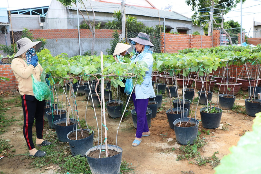 Hiện tại các chủ vườn chăm sóc tỉ mỉ các chậu nho cảnh để phục vụ tết Nguyên Đán 2020. (Ảnh: Ý Thảo)