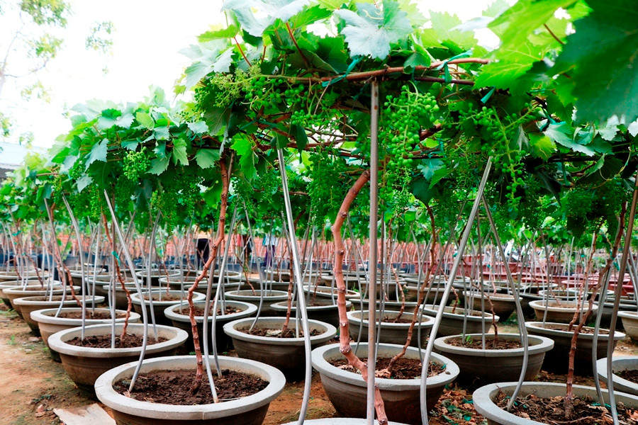 Năm nay nho cảnh Ninh Thuận được các chủ vườn thay đổi kiểu dáng bắt mắt hơn. (Ảnh: Ý Thảo) Năm nay nho cảnh Ninh Thuận được các chủ vườn thay đổi kiểu dáng bắt mắt hơn. (Ảnh: Ý Thảo)