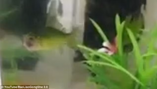  Con cá vàng mất đầu vẫn bơi lội tung tăng suốt 3 ngày. 