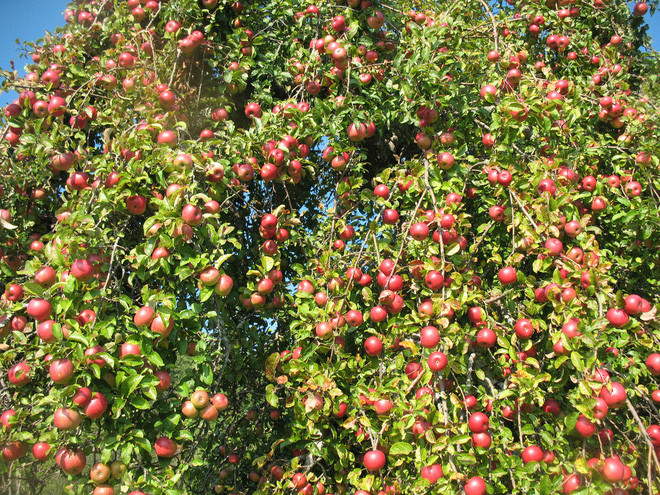 Mãn nhãn với những vườn cây cho ra trái trĩu trịt tưởng chỉ có trong mơ - Ảnh 21.