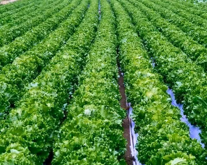 Mãn nhãn với những vườn cây cho ra trái trĩu trịt tưởng chỉ có trong mơ - Ảnh 17.