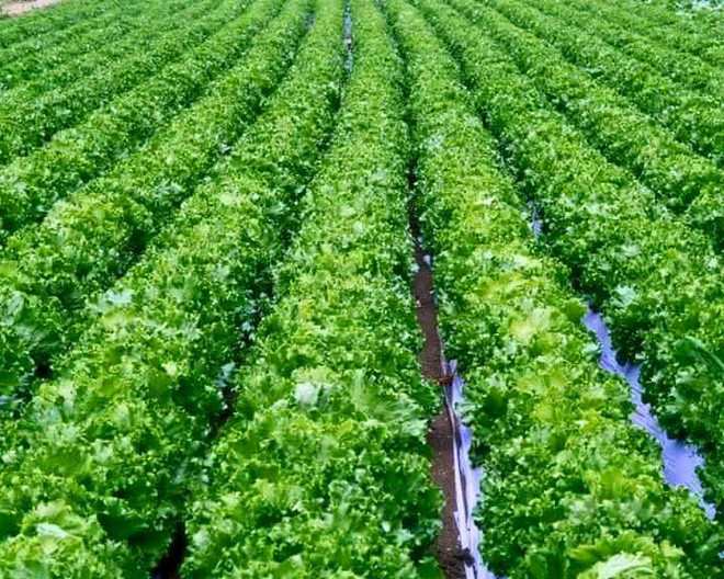 Mãn nhãn với những vườn cây cho ra trái trĩu trịt tưởng chỉ có trong mơ - Ảnh 17.