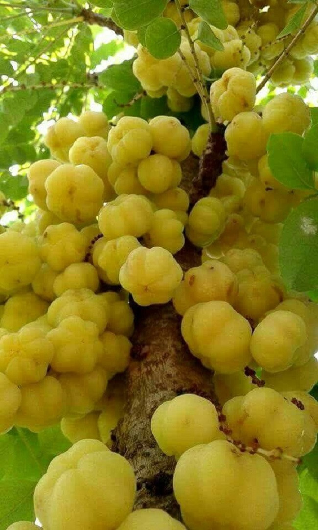 Mãn nhãn với những vườn cây cho ra trái trĩu trịt tưởng chỉ có trong mơ - Ảnh 10.