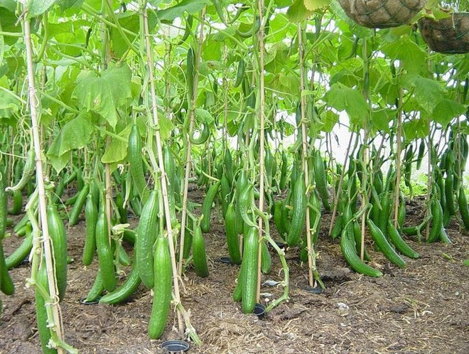 Mãn nhãn với những vườn cây cho ra trái trĩu trịt tưởng chỉ có trong mơ - Ảnh 28.