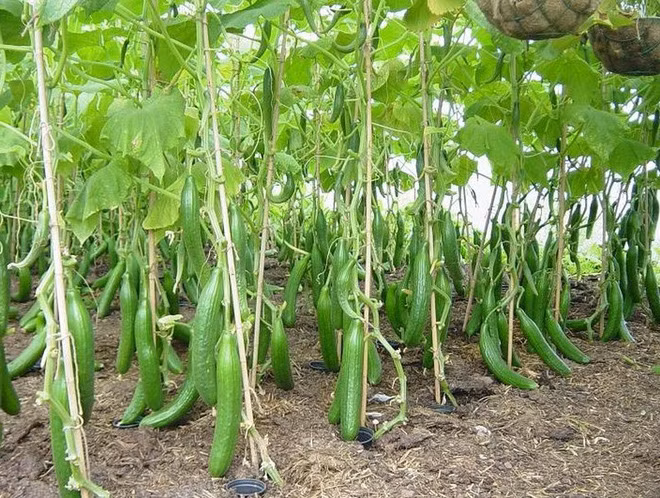 Mãn nhãn với những vườn cây cho ra trái trĩu trịt tưởng chỉ có trong mơ - Ảnh 28.