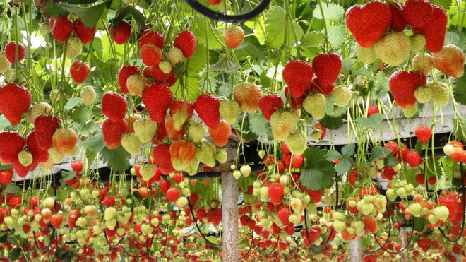 Mãn nhãn với những vườn cây cho ra trái trĩu trịt tưởng chỉ có trong mơ - Ảnh 13.