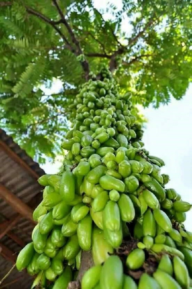 Mãn nhãn với những vườn cây cho ra trái trĩu trịt tưởng chỉ có trong mơ - Ảnh 26.