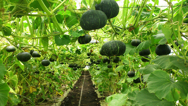 Mãn nhãn với những vườn cây cho ra trái trĩu trịt tưởng chỉ có trong mơ - Ảnh 11.