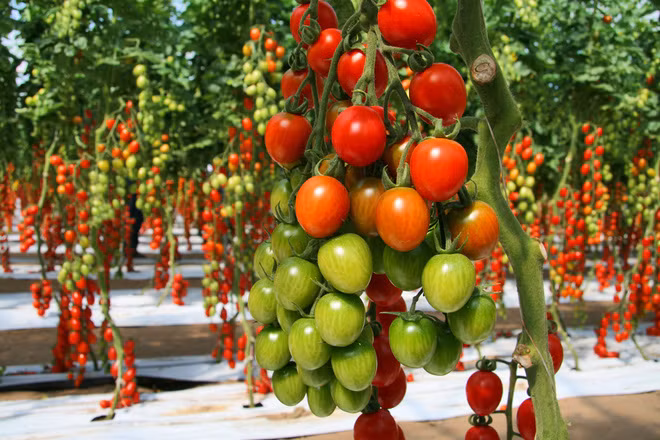 Mãn nhãn với những vườn cây cho ra trái trĩu trịt tưởng chỉ có trong mơ - Ảnh 5.