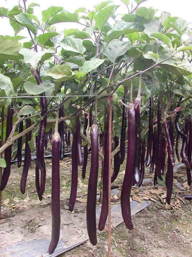 Mãn nhãn với những vườn cây cho ra trái trĩu trịt tưởng chỉ có trong mơ - Ảnh 9.