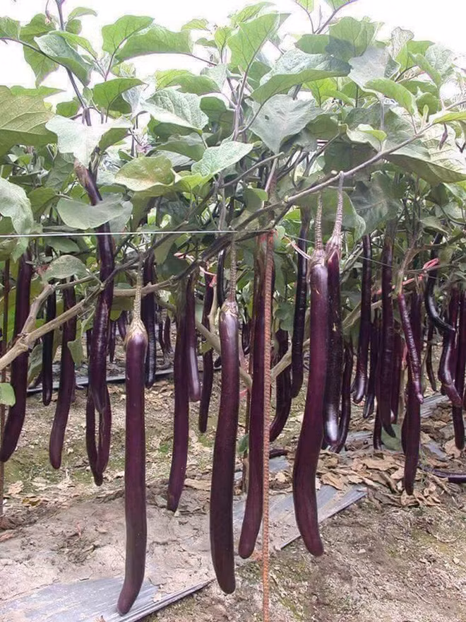 Mãn nhãn với những vườn cây cho ra trái trĩu trịt tưởng chỉ có trong mơ - Ảnh 9.