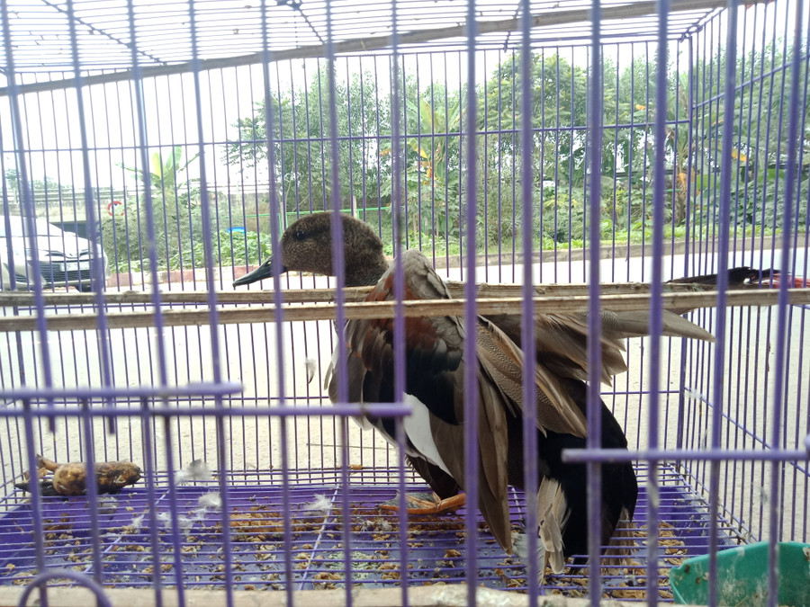 Con vịt trời tự nhiên có giá hơn 1 triệu đồng Con vịt trời tự nhiên có giá hơn 1 triệu đồng