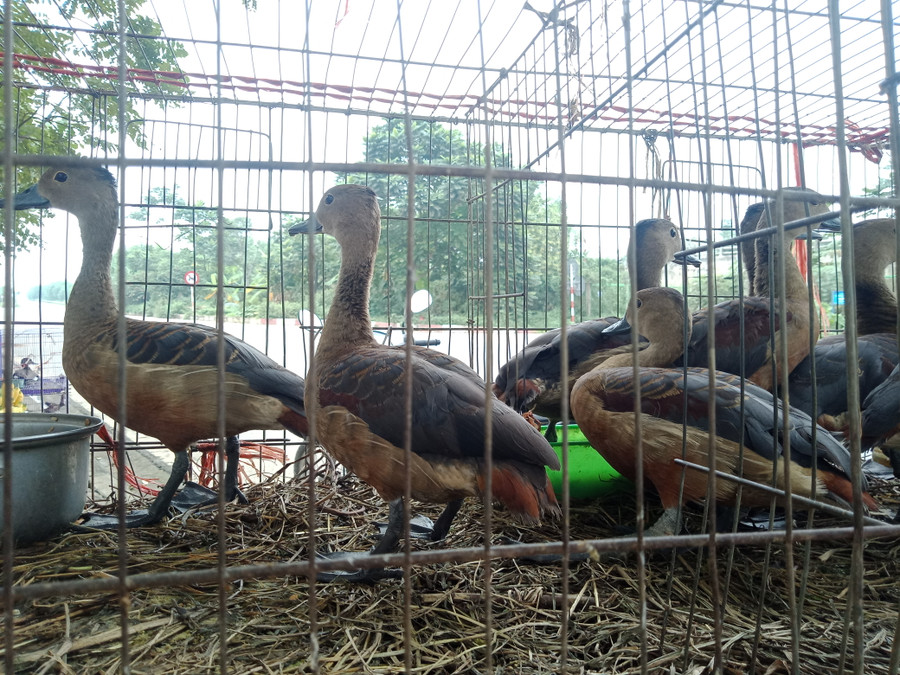 Những con le le bị đánh bẫy rồi đem bán Những con le le bị đánh bẫy rồi đem bán