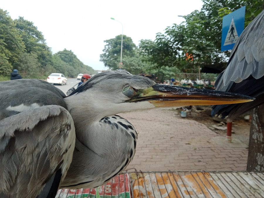 Một con diệc đã bị khâu màng mắt Một con diệc đã bị khâu màng mắt