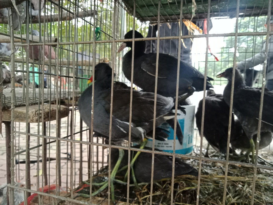 Chim sâm cầm mào đỏ Chim sâm cầm mào đỏ