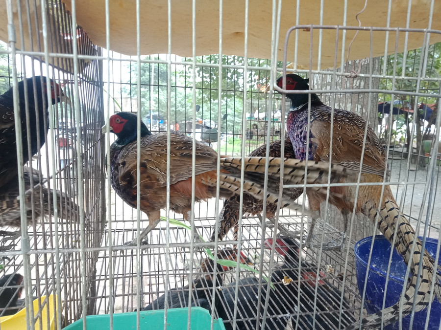 Chim trĩ được bày bán hàng đàn Chim trĩ được bày bán hàng đàn