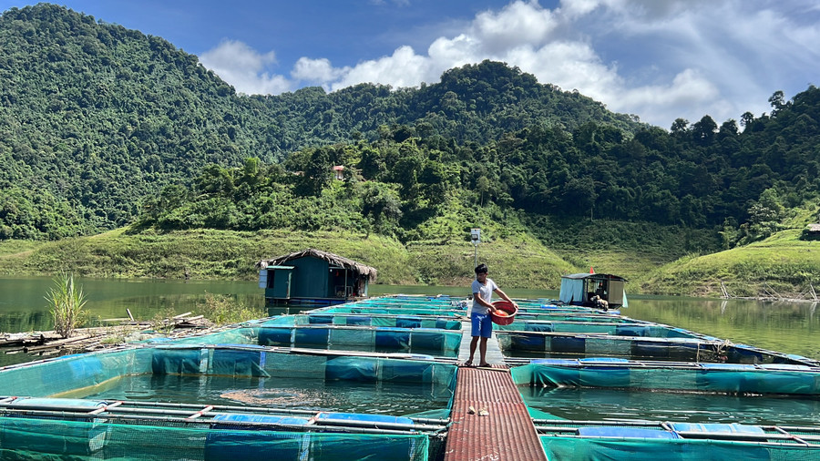 Mô hình nuôi cá lồng giúp nông dân thu về tiền tỉ. (Ảnh: NT). Mô hình nuôi cá lồng giúp nông dân thu về tiền tỉ. (Ảnh: NT).