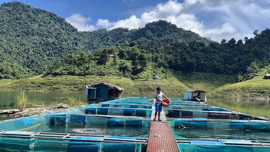 Mô hình nuôi cá lồng giúp nông dân thu về tiền tỉ. (Ảnh: NT).