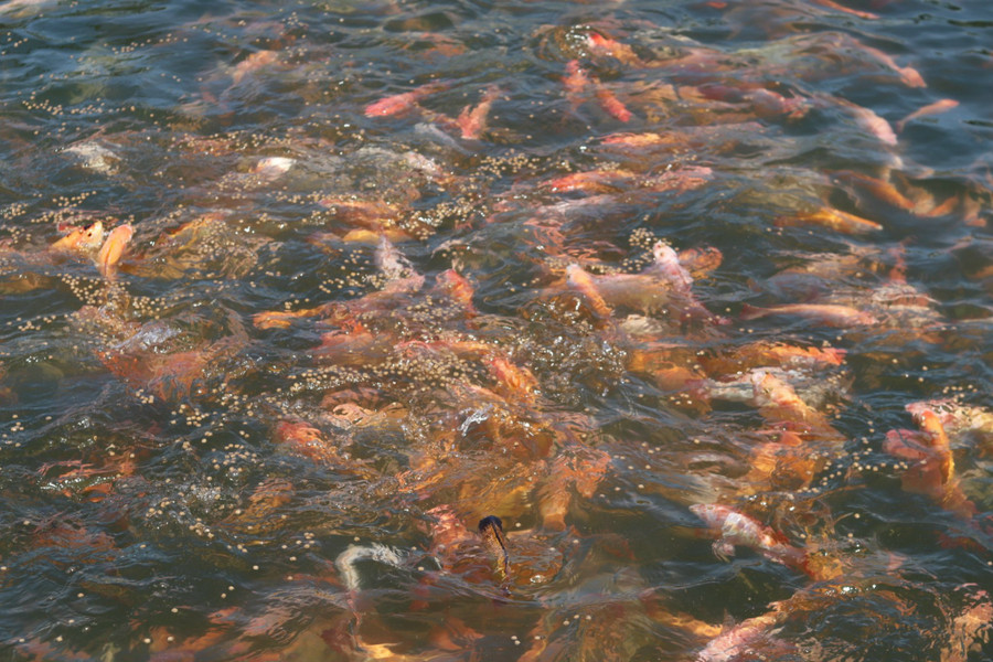 Cá nuôi trên lòng hồ chủ yếu là cá lăng, cá diêu hồng, cá trắm đen... (Ảnh: NT) Cá nuôi trên lòng hồ chủ yếu là cá lăng, cá diêu hồng, cá trắm đen... (Ảnh: NT)